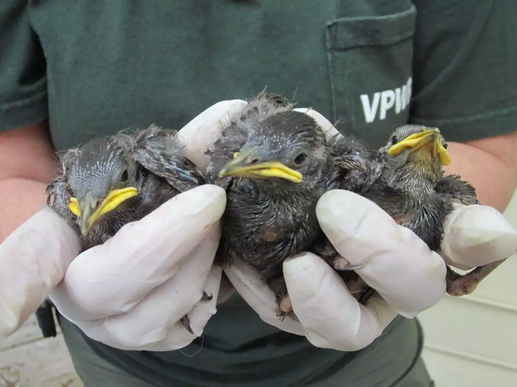 birds-in-gloved-hands-1024x768.jpg